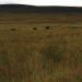https://www.adolfovalente.com/public/le_serie/Grassland02_copyright_adolfovalente06.jpg